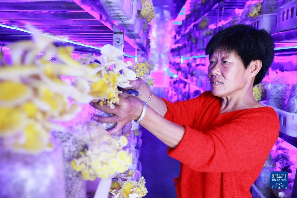 神兽炸金花网站